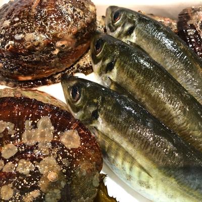 ふるさと納税 八幡浜市 竹中水産の大きめ入り1kg前後「天然活きアワビ(鯛もしくはアジとセット) 」【H22-220】 |  | 01