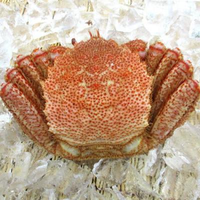 ふるさと納税 羅臼町 【先行予約】活毛がに 計3kg(小中サイズ 300g〜500g×6尾〜9尾) 4月中旬以降順次発送 |  | 01