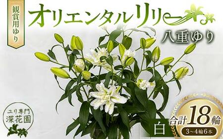 ユリ専門＜深花園＞観賞用ゆり オリエンタルリリー 八重ゆり 白 3～4輪6本 F23R-510