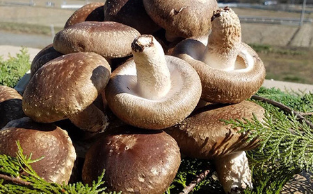 No.221 秩父のブランドしいたけ ちちぶたろう　菌床しいたけ約900g