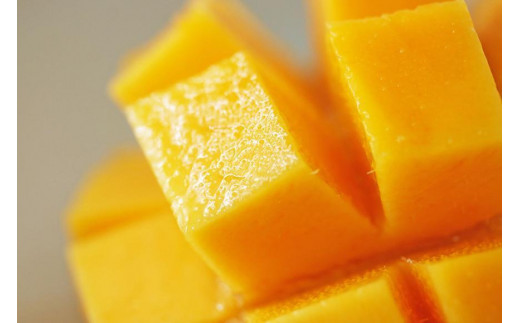 ★品切れ★《先行予約》沖縄県宮古島産 減農薬栽培 キーツマンゴー甘濃（かんのう）2玉【琉球マルシェ】