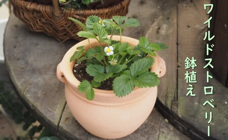鉢植え ワイルドストロベリーの鉢植え 鉢植え 植木鉢