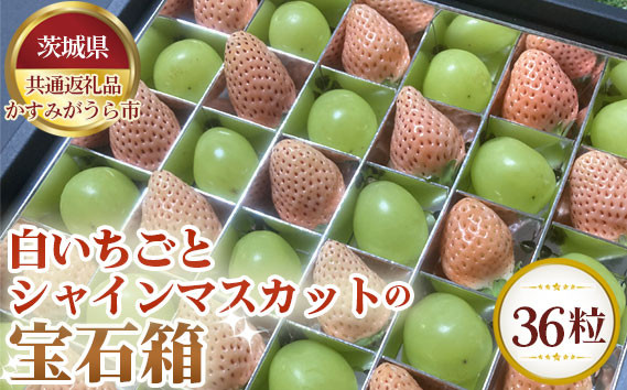 
No.351 【先行予約】白いちごとシャインマスカットの宝石箱　36粒【茨城県共通返礼品 かすみがうら市】 ／ 旬 新鮮 苺 イチゴ 葡萄 ブドウ 果物 フルーツ 茨城県 特産品
