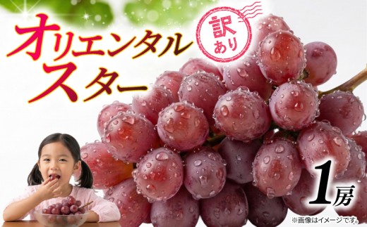 訳あり ぶどう オリエンタルスター 1房 450g 以上 2026年 発送分 数量限定 先行予約 種なし 葡萄 マスカット ご自宅用 産地直送 農家直送 直売 生産 減農薬 有機栽培 フルーツ 果物 果実 くだもの 果肉 デザート 旬 味覚 糖度 フレッシュ 新鮮 甘い 甘み ジューシー お取り寄せ グルメ ふるさと納税 送料無料 千葉県 銚子市 加瀬農園 【9月中旬から9月下旬に順次発送予定】