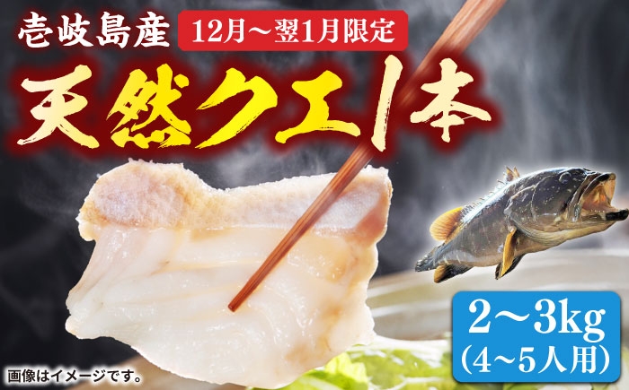 
                  【先行予約】天然 クエ 丸もの 1本 2〜3kg（鍋・刺身4〜5人用）【2026年12月〜翌1月限定】 《壱岐市》【丸和水産】 [JCJ023] クエ くえ 海鮮 鮮魚 魚介 刺身 刺し身 お刺身 クエ鍋 くえ鍋 鍋
                