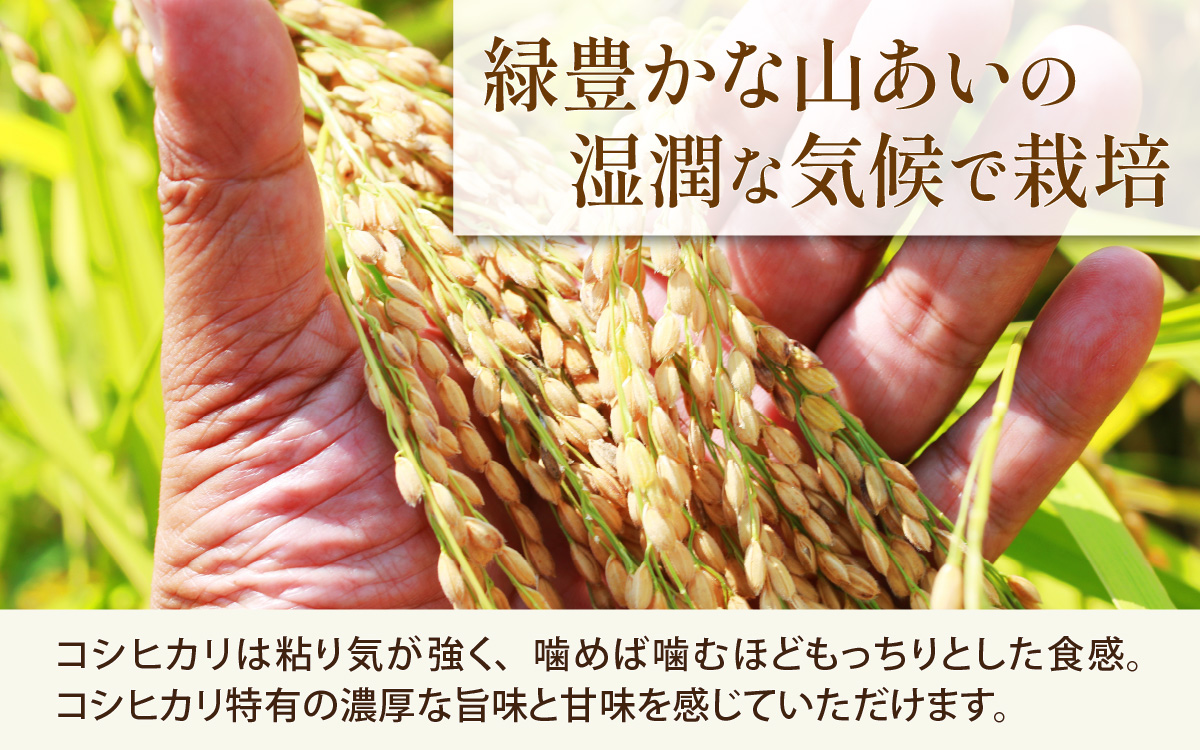 【先行予約】【令和8年産 新米】勝山産 コシヒカリ 玄米 10kg（5kg×2袋）※2026年9月中旬頃より順次発送予定 [B-079005]