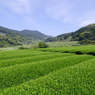 ふるさと納税 佐世保市 世知原茶「遠見の露」「遠見の彩」「ふくめ」詰合せ |  | 02