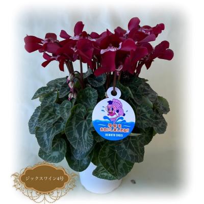 ふるさと納税 南相馬市 【2026年 先行予約】シクラメン ジックス レッド 4号 | 花ギフト プレゼント 花苗 根本園芸