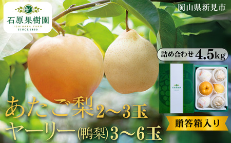 あたご梨2～3玉 ヤーリー (鴨梨) 3～6玉 詰め合わせ 約4.5kg 贈答箱【先行予約 2025年11月中旬から順次発送】
