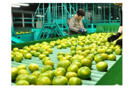 【10月お届け】◇極早生◇有田みかん「未来への虹」5kg（B1035-1）