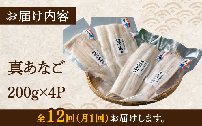 【全12回定期便】対馬 穴子 開き 800g《対馬市》【海風商事】アナゴ 国産 九州 長崎 [WAD031]