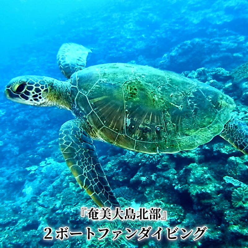 【ふるさと納税】ファンダイビング ダイビング アクティビティ 利用券 チケット 1名様分 奄美大島 太平洋 東シナ海側 自社ボート ボート ライセンス保持者限定 ミステリーサークル スポーツ マリンスポーツ 鹿児島県 奄美市 送料無料