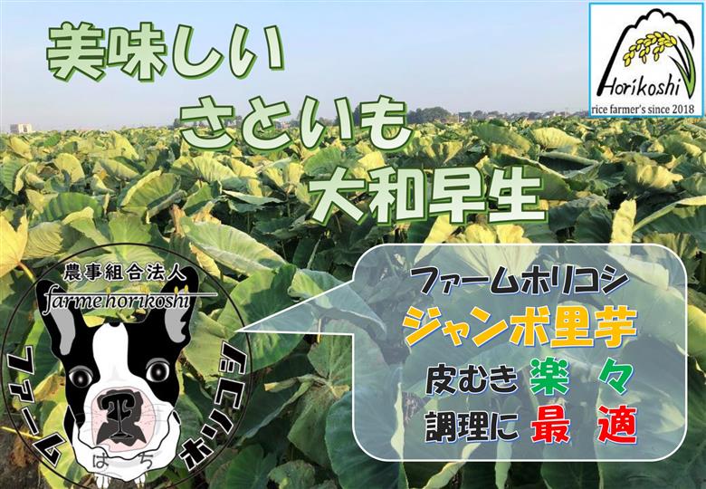 阿賀野市産 さといも 「ファームホリコシ皮付き里芋」 サイズ混合 5kg 3H02014
