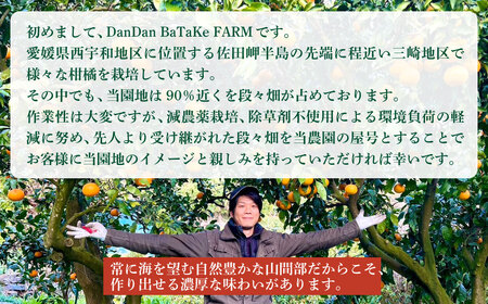 【先行予約】【訳あり】はるみ 約5kg　※2027年1月下旬から順次発送予定 IKTAU014