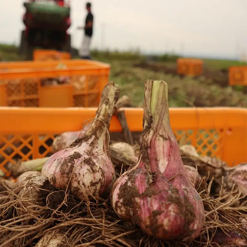 最上伝承野菜 【最上赤にんにく】 600g（バラ） にんにく ニンニク 薬味 ガーリック 野菜 F3S-2953
