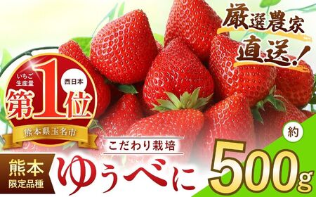 厳選農家直送 ゆうべに 約500g | イチゴ いちご 苺 果物 くだもの フルーツ 熊本県 玉名市