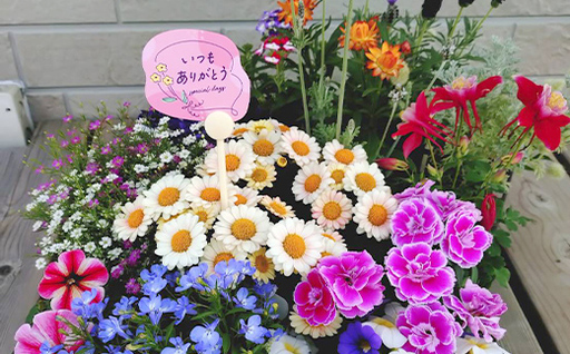 【母の日ギフト用】生産農場直送！季節の花苗セット (10～15ポット程度)  花苗 苗 セット 寄せ植え 花壇 ガーデニング F6L-1447