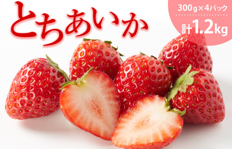 
            とちあいか（300g×4パック 計1.2kg）風袋入り ｜ 手作り 厳選 農家 特産品 新鮮 フレッシュ ストロベリー 苺 イチゴ 栃木県 塩谷町 ※2025年12月上旬～2026年4月下旬頃に順次発送予定 ※北海道・沖縄・離島への配送不可
          