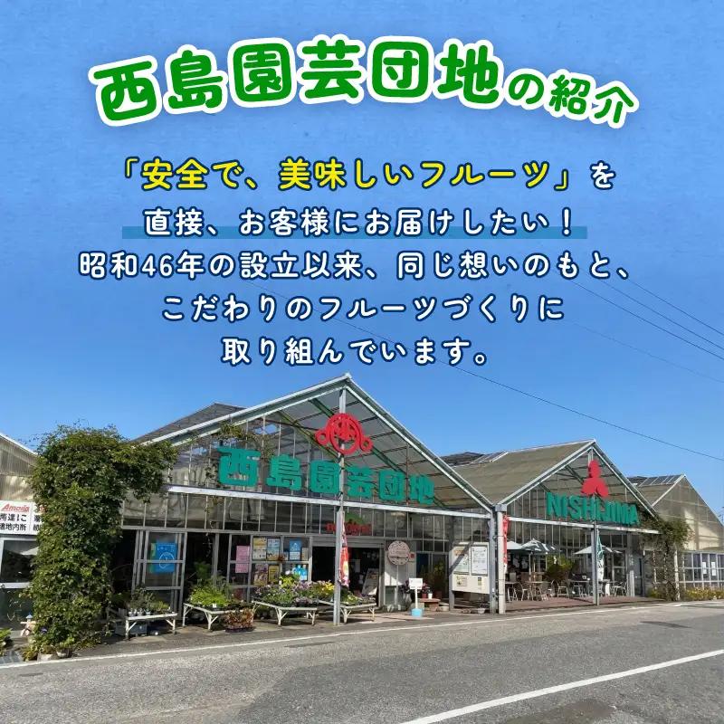 【先行予約 2027年発送】完熟マンゴー 1個 約400g | アップルマンゴー