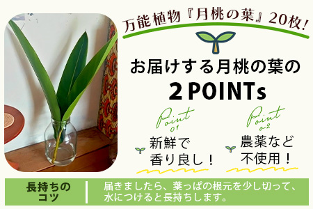 自然栽培の「月桃の葉20枚」セット（特別栽培、栽培期間中農薬不使用）OI-15