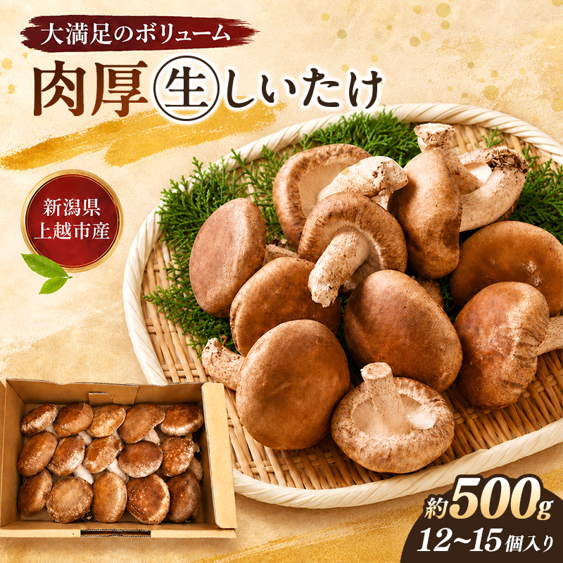 【先行予約 11月中旬発送】新潟県上越市産 肉厚 生しいたけ