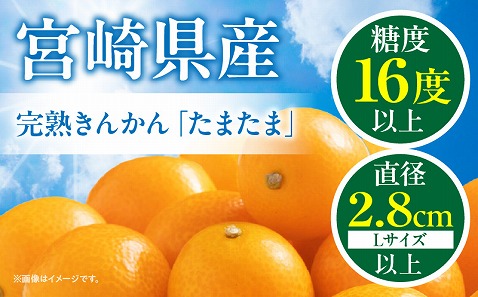 【期間・数量限定】完熟きんかん「たまたま」 約1kg 化粧箱_M344-007