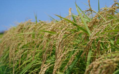 雑穀米 健康ごはんのお米セット 900g（300g×3P） 福岡県糸島市 二丈赤米産直センター [ABB017]