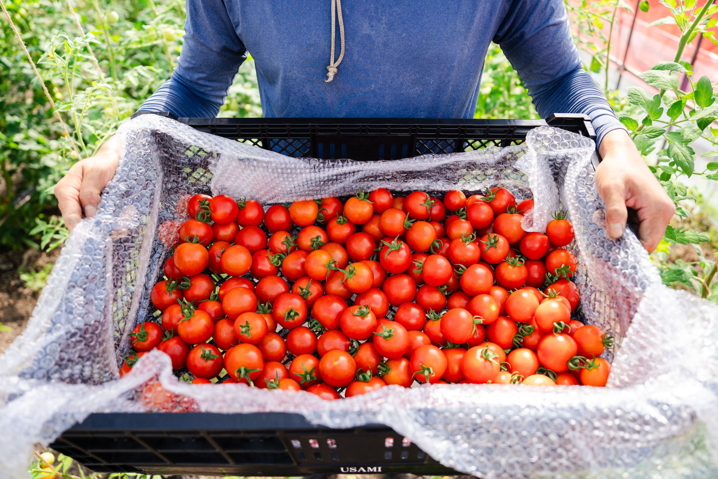 【2026年予約】極旨トマトクール便 北海道壮瞥町産 ラビットゴッホ1.5kg 中玉トマト SBTAJ002