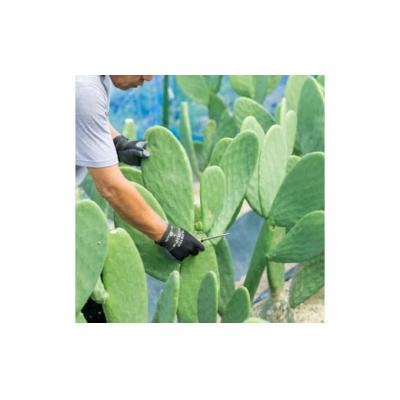 ふるさと納税 春日井市 あなたのカメに、自然のごちそうを。食べるサボテン「かめはめ葉」(1kg) |  | 02