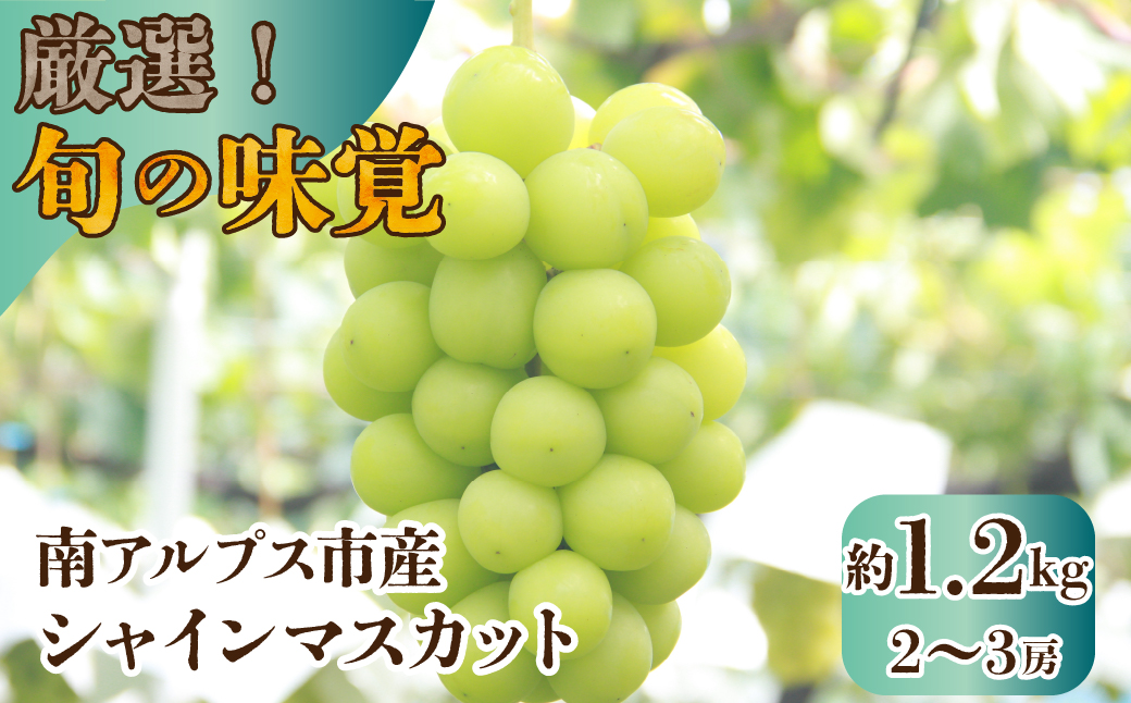 ＜2026年発送先行予約＞ 厳選！南アルプス市産　シャインマスカット　約1.2kg（2〜3房） ALPDD009