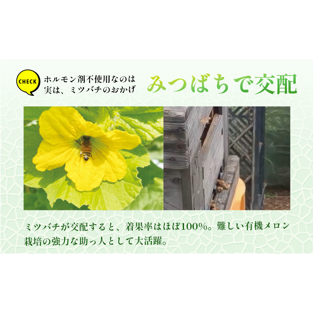 【期間限定】有機メロン「あま玉」1玉 Lサイズ 1.4kg～【R8年7月15日より順次発送】_イメージ4
