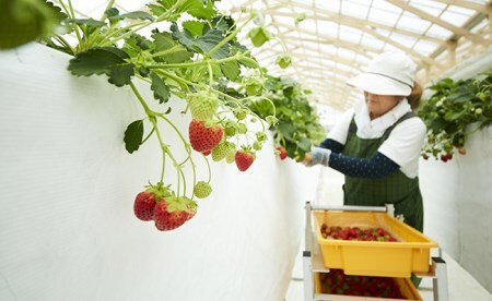 【先行予約】 四季成りいちご 品種おまかせ 1種類 400g〈 なつあかり 信大BS8-9 夏の輝 夏のしずく すずあかね 〉【 イチゴ 苺 ストロベリー フルーツ 果物 岩手 陸前高田 リアスターフ