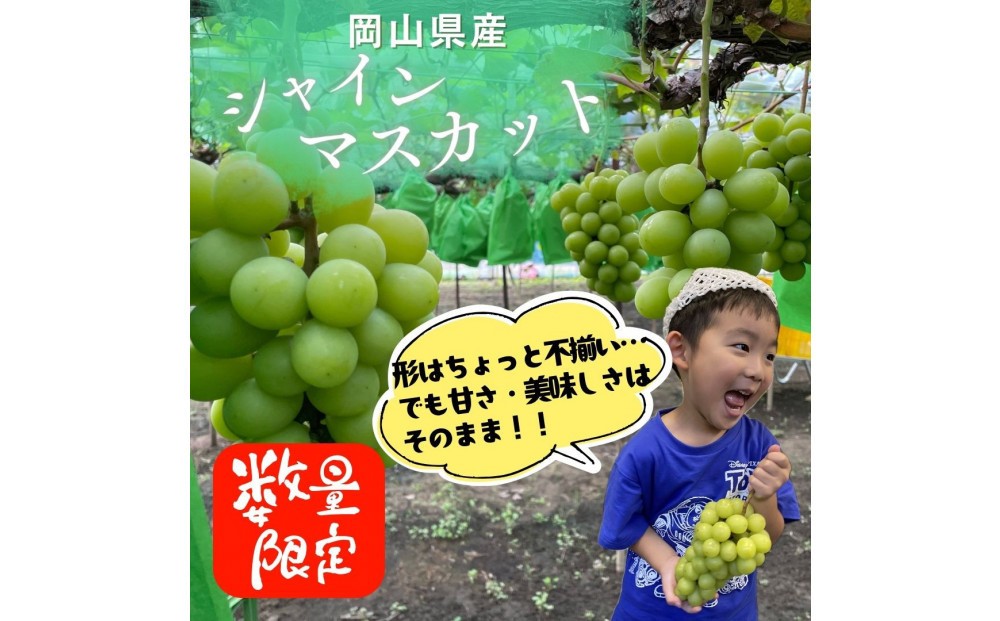 
                  ご家庭用「1.8キロ以上」岡山県産シャインマスカット
                
