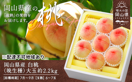 桃 2026年 先行予約 白桃 晩生種 大玉 約2.2kg 6～7玉  岡山県産 桃
