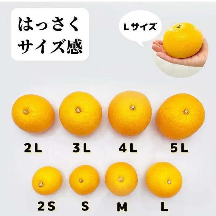 八朔 訳あり それでも 有田の八朔  (はっさく) 箱込 7.5kg (内容量約 6.8kg) サイズミックス B品 和歌山県産  産地直送［みかんの会］