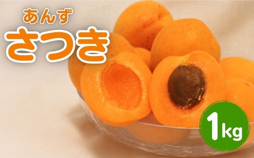 【2027年先行予約】あんず さつき(長野県オリジナル品種) 約1kg | 杏子 アプリコット 千曲市産 長野県 信州