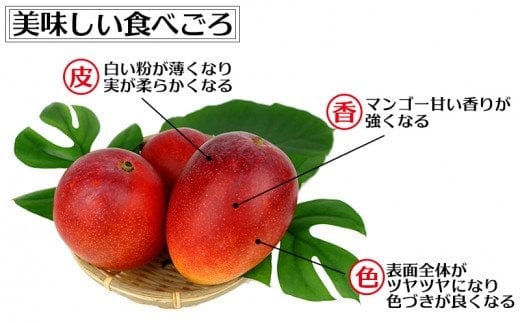 【先行受付】【2026年発送】渡口ファームの家庭用マンゴー約4kg - 先行予約 沖縄 産地直送 南国フルーツ 旬の味覚 家庭用 ご自宅用 大容量 4キロ オススメ 沖縄県 八重瀬町