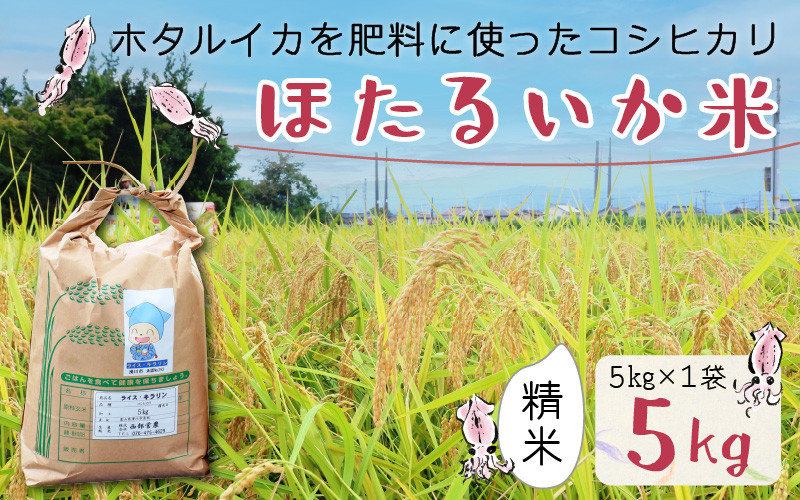 
            【先行予約】【新米】ほたるいか米（新米/精米５kg）※25年9月中旬以降順次発送予定 【訳あり 米 コシヒカリ こしひかり ほたるいか ホタルイカ お米 ブランド米 富山 滑川 令和7年産】
          
