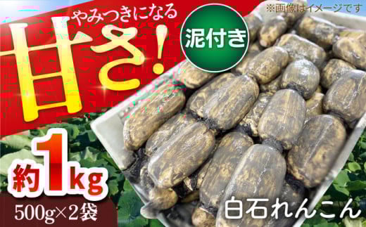 【先行予約】やみつきになる甘さ！ 松尾青果のこだわり白石れんこん 1kg（500g×2袋入り）【松尾青果】 蓮根 レンコン 野菜 根菜  泥付き [IBD002]