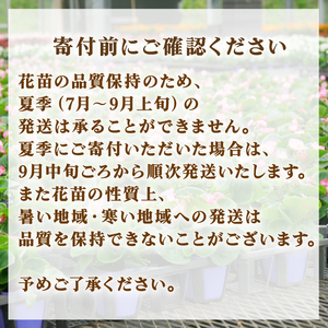 季節 の 花苗 セット ガーデニング 小 寄せ植え 季節 お花 贈り物 フラワー ギフト 庭園 プランター シーズン おすすめ オススメ 駿河 ガーデン ( 花 苗 花 苗 花 苗 花 苗 花 苗 花