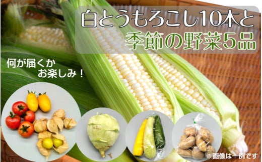 【令和7年6~8月発送】 白とうもろこし10本と季節のユニーク野菜5品詰合せ_1800R