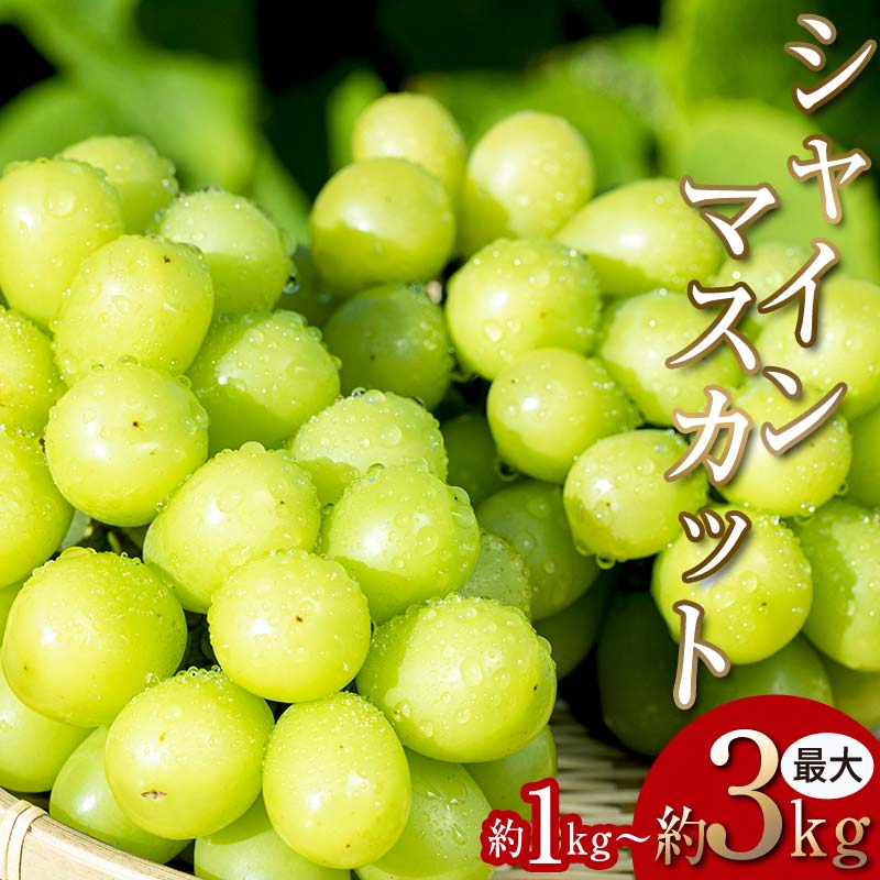 ＜2026年秋発送分先行予約＞大人気！復活！伊達市産 シャインマスカット約2kg (3～4房)フルーツ 果物 ぶどう マスカット デザート 福島県 伊達市  F20C-658