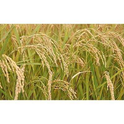ふるさと納税 紫波町 【令和7年産】岩手県産無洗米銀河のしずく5kg |  | 01