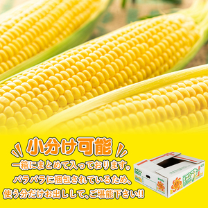 先行予約 とうもろこし 約5kg ﾄｳﾓﾛｺｼﾄｳﾓﾛｺｼﾄｳﾓﾛｺｼﾄｳﾓﾛｺｼ