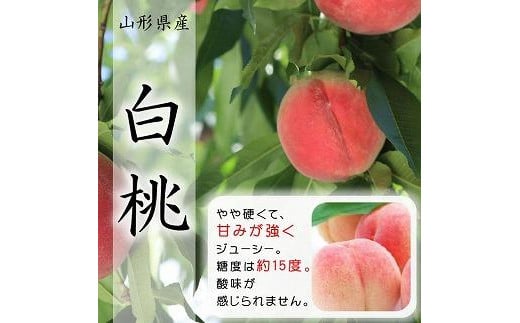 【令和7年産先行受付】中山町の至高！山形県中山町厳選新米・フルーツ定期便　全3回