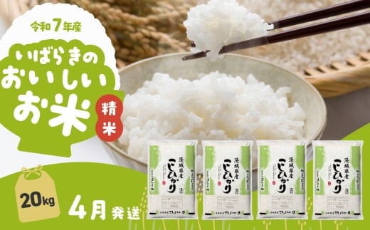 【4月発送】令和7年産 コシヒカリ 20kg 精米 茨城県産