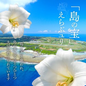 沖永良部島 で大切に育てられた えらぶユリ ・ グラジオラス 切り花 （中） セット W008-011u 花 お花 装花 ユリ ゆり 百合 えらぶ百合 ジオグラス セット 生花 きれい 福山花店 ふる