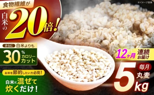 【12回定期便】長崎県産 丸麦 5kg / 麦 むぎ 雑穀 雑穀米 麦ごはん 麦飯 麦みそ 食物繊維 / 諫早市 / 有限会社伊東精麦 [AHBU016]
