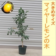 大きめサイズ　レモンの木マイヤーレモン(緑プラ鉢) 樹高:1m内外