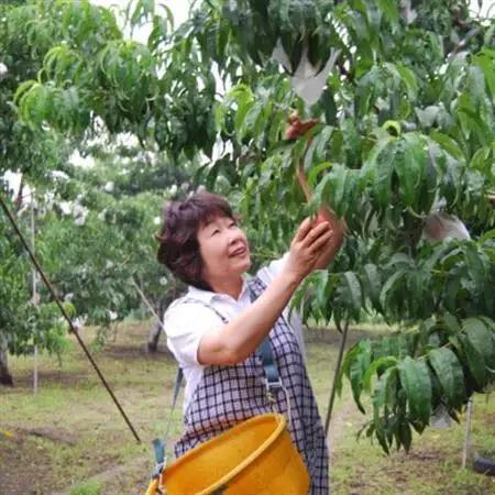 【2026年先行・7月上旬発送】　スイートネクタリン　約2kg(6～12個)【配送不可地域：離島・北海道・沖縄県・中国・四国・九州】【1730933】